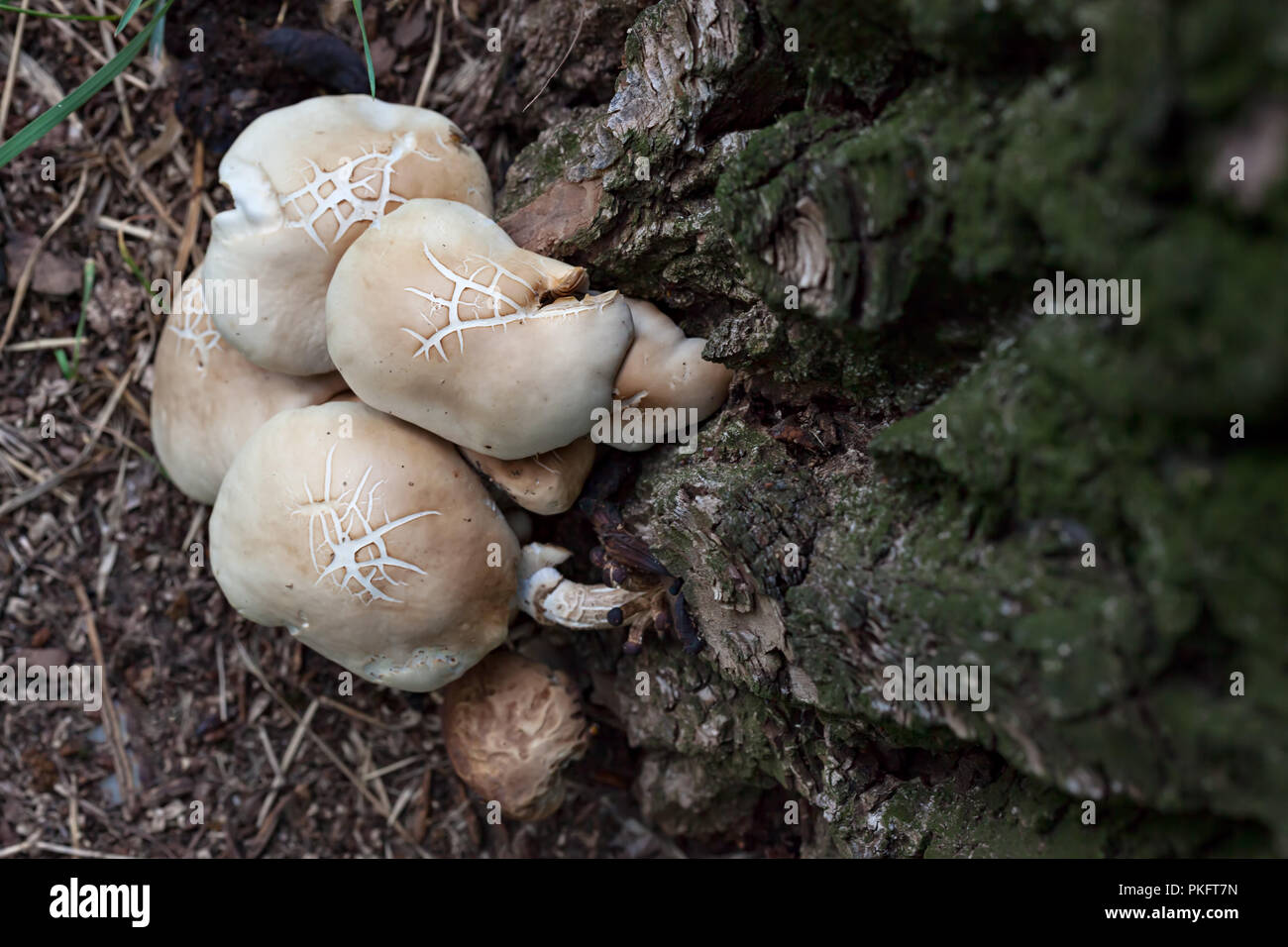 Agrocybe aegerita hires stock photography and images Alamy