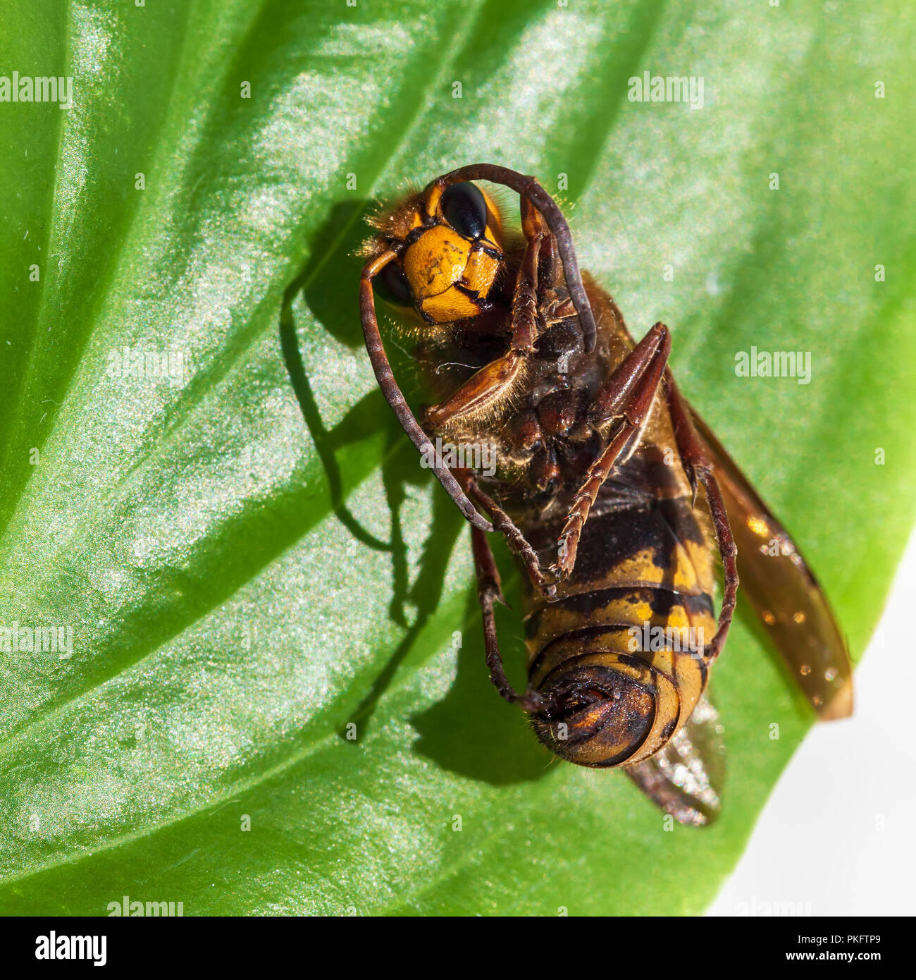 Close up macro of a dead hornet on a green leaf - insect in the genera Vespa and Provespa Stock Photo - Alamy Close up macro of a dead hornet on a green leaf - insect in the genera Vespa and Provespa Stock Photo - Alamy