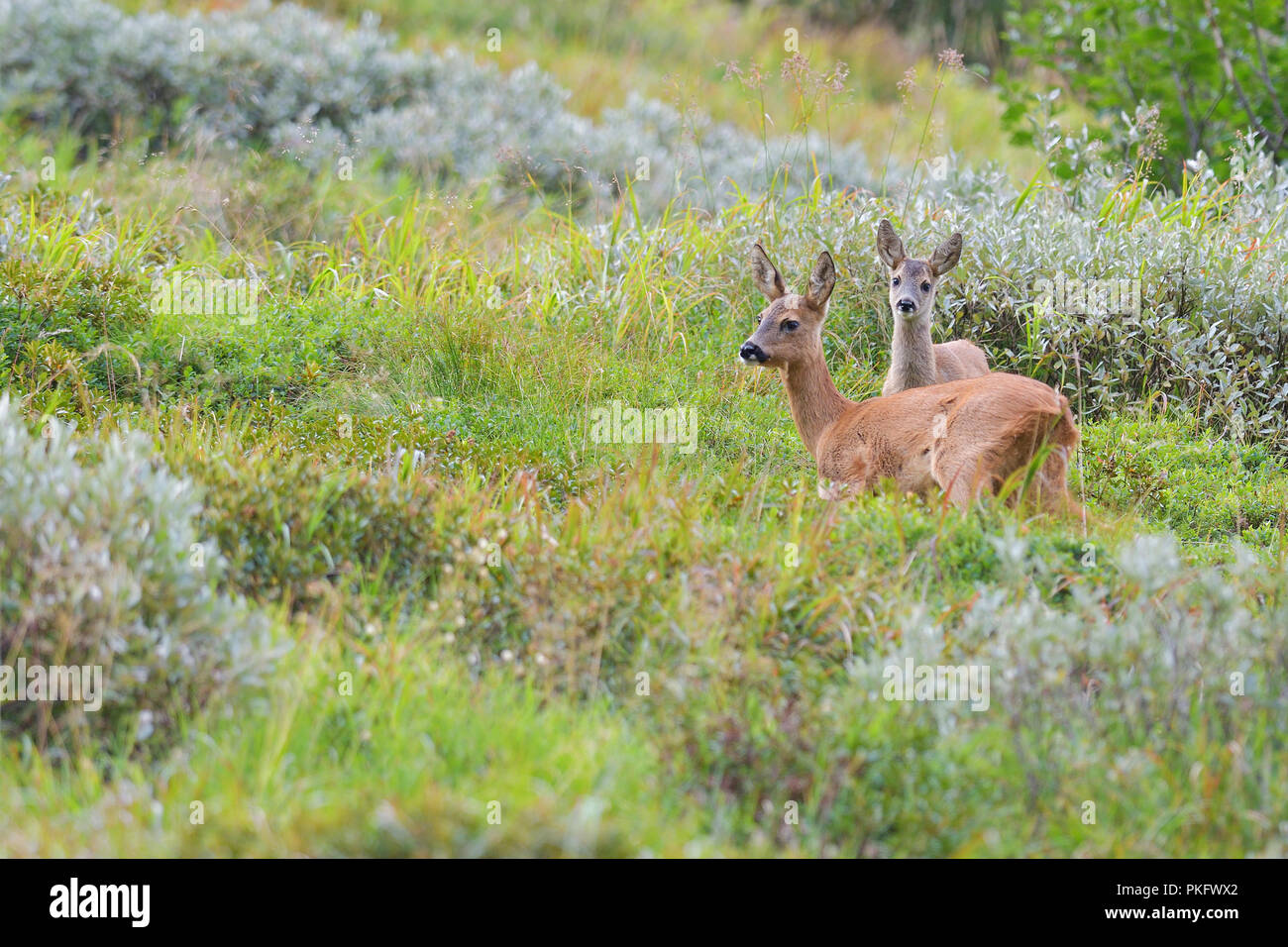 European roe deer (Capreolus capreolus), doe with fawn, Tyrol, Austria Stock Photo
