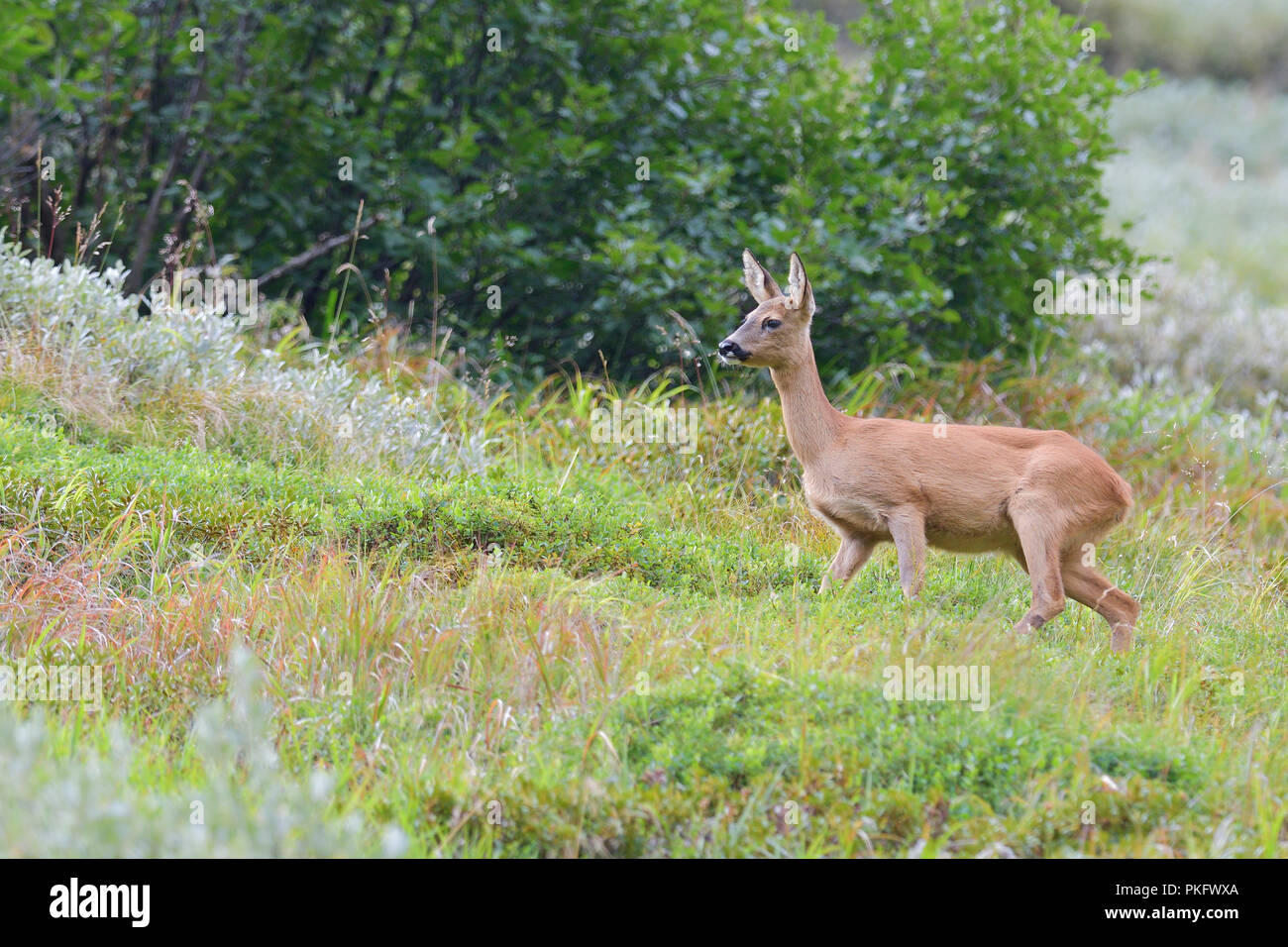 European roe deer (Capreolus capreolus), doe, Tyrol, Austria Stock Photo