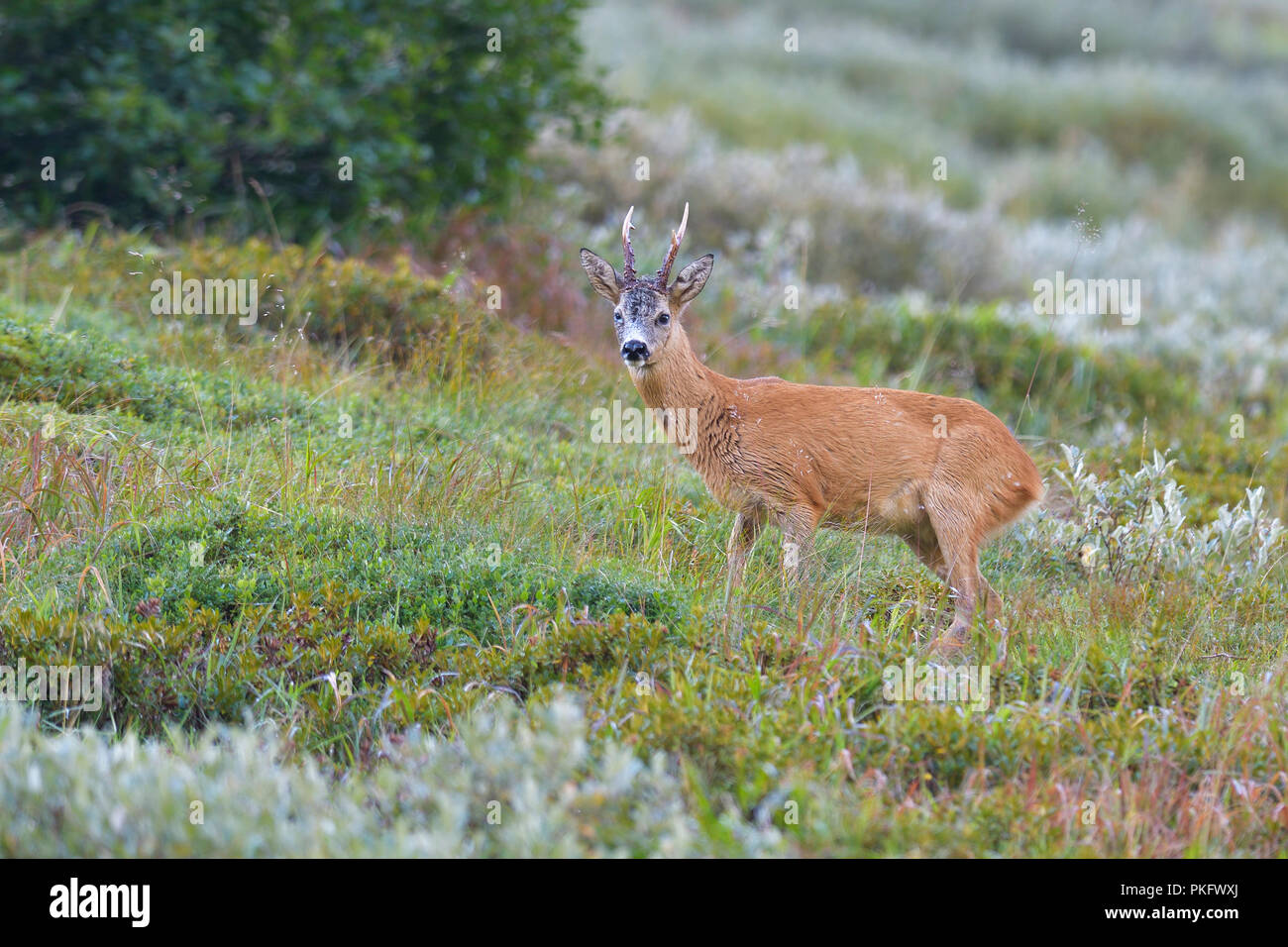 European roe deer (Capreolus capreolus), roebuck, Tyrol, Austria Stock Photo