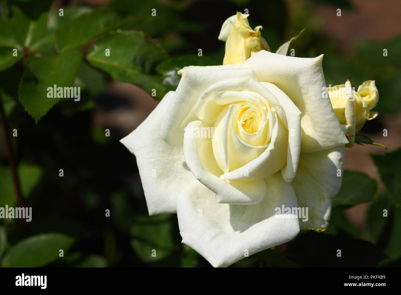 beautiful white rose flower Stock Photo Alamy