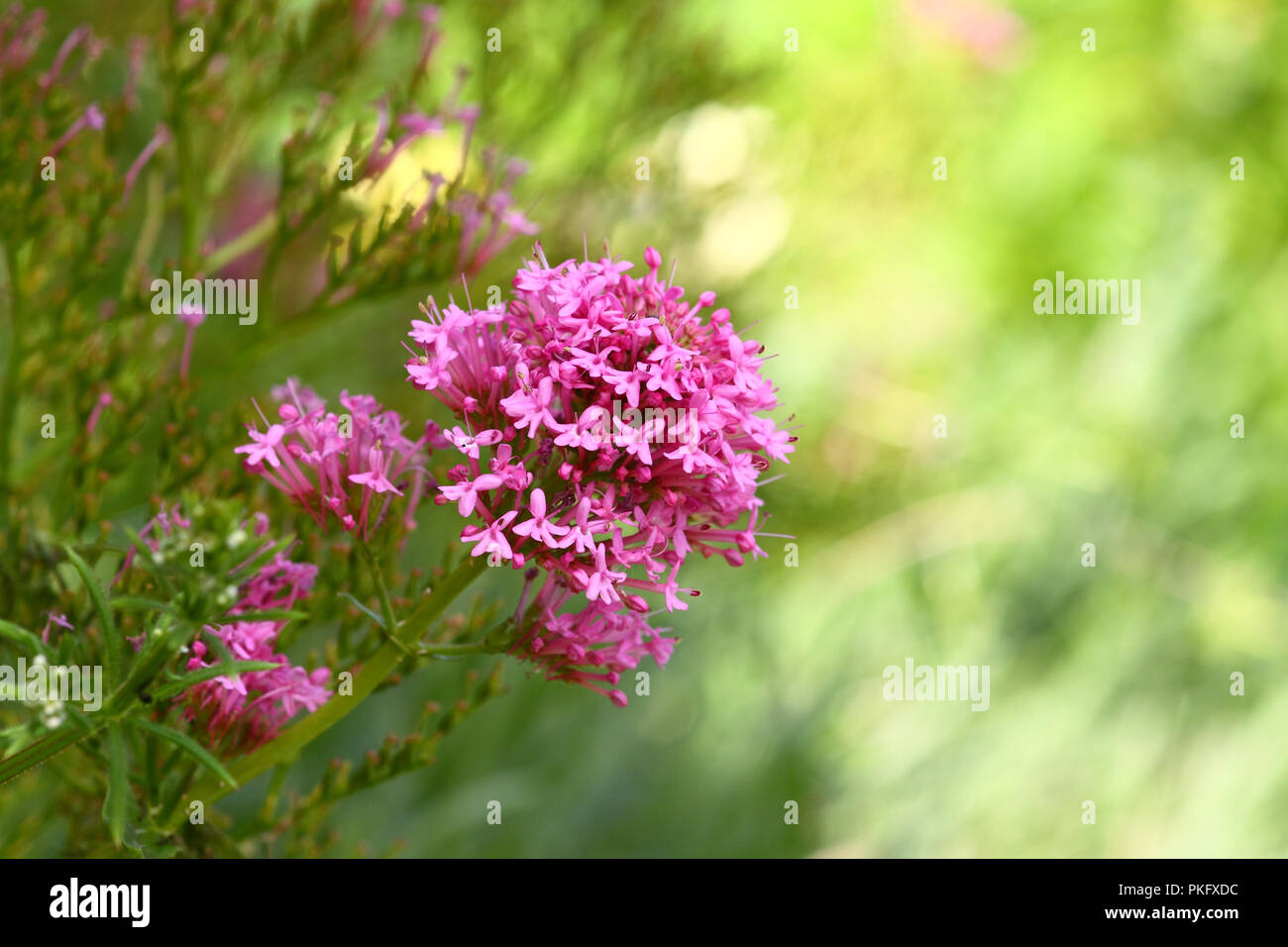 Pink flowers with copy space Stock Photo