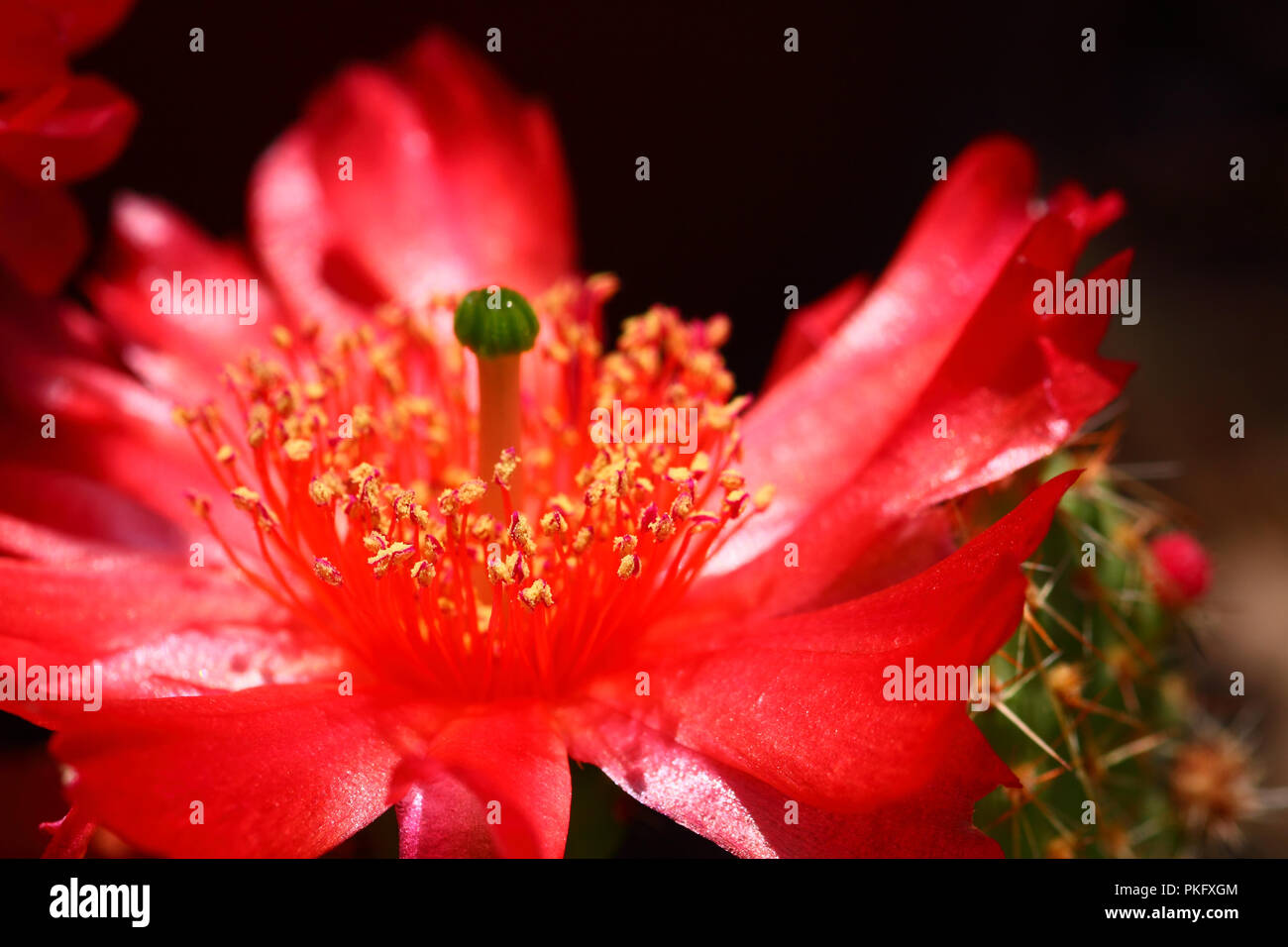 Cactus flowers in full bloom Stock Photo Alamy