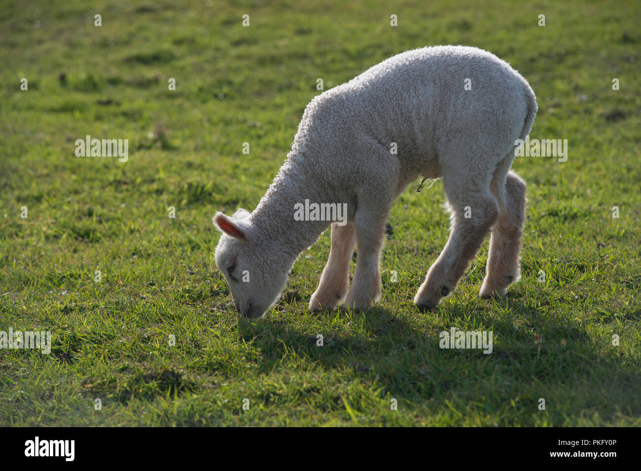 Young lamb on pasture, Dingle Peninsula, Ireland Stock Photo