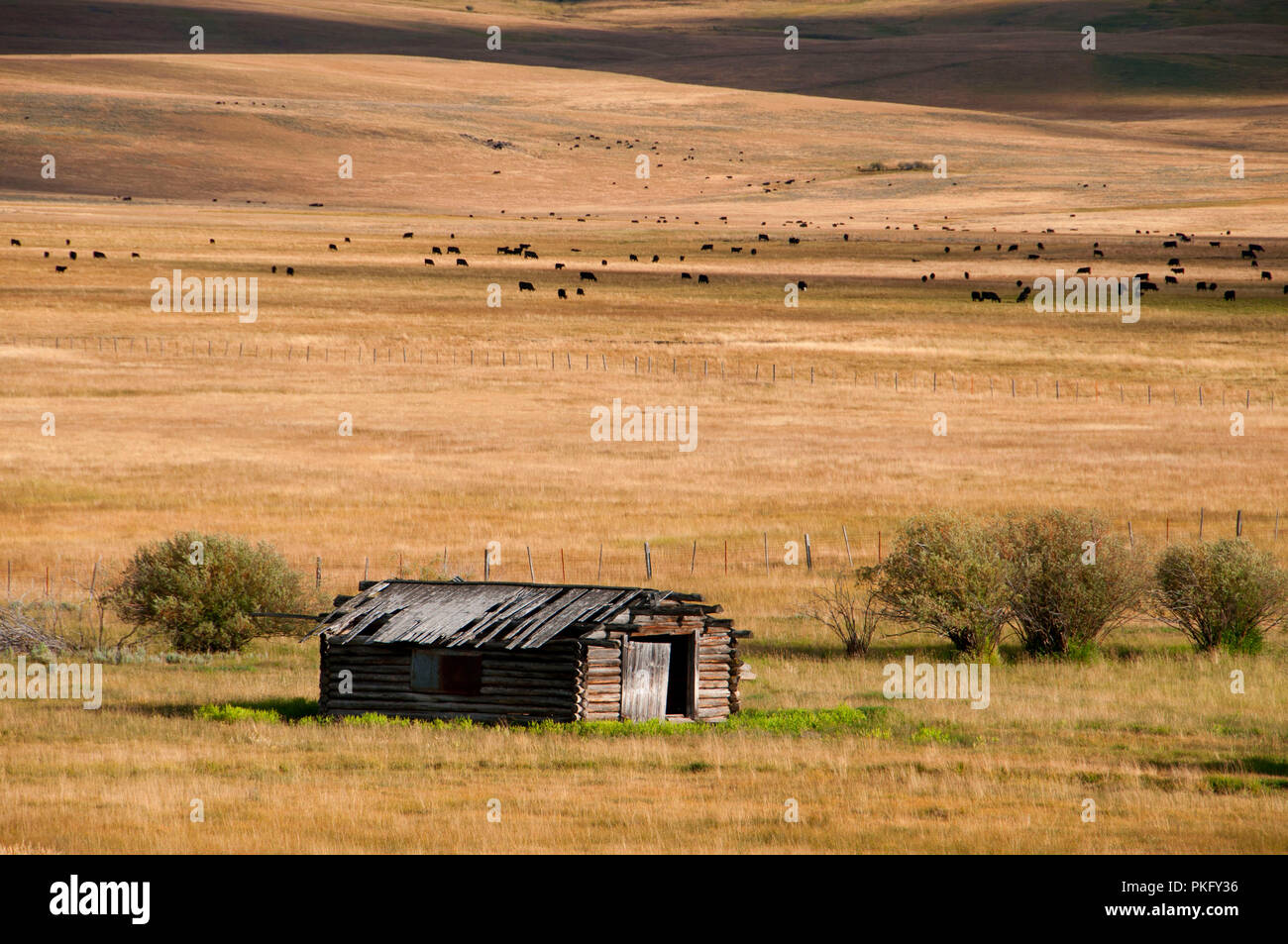 Ranch buildings in Big Hole River valley, Beaverhead County, Montana
