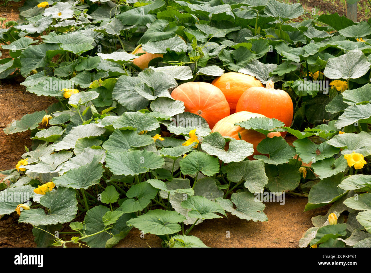 Large ripe pumpkins growing on a field. Stock Photo