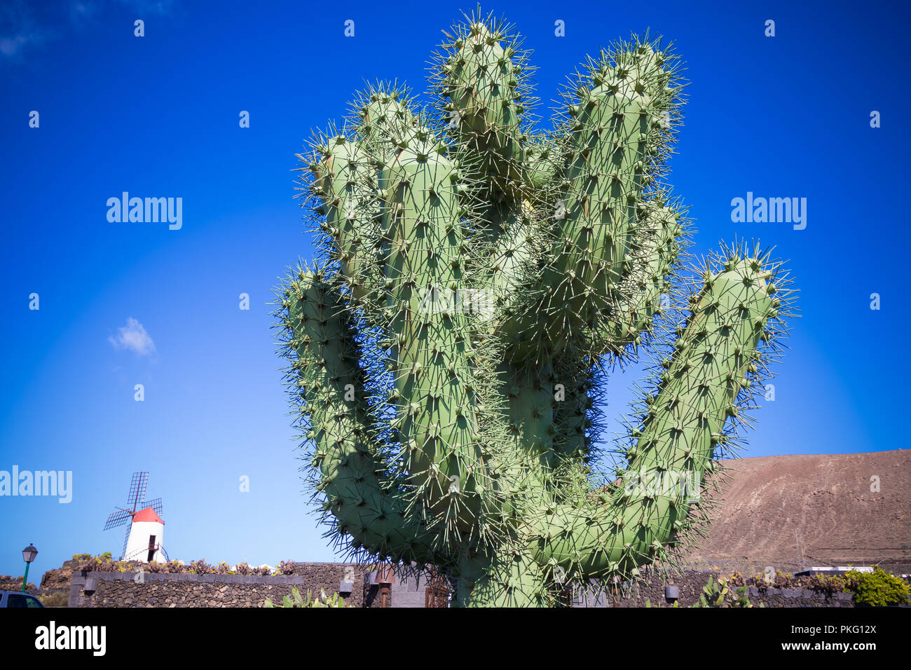 cactus gigante en las islas canarias Stock Photo