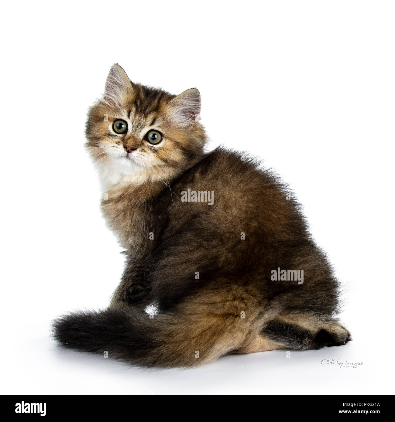 Fluffy British Longhair Kitten Sitting Backwards With Tail Curled