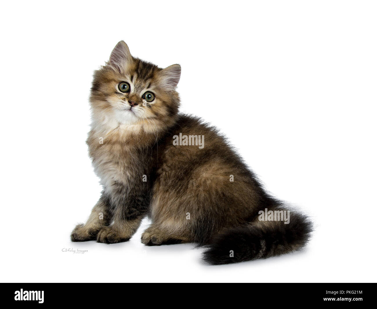 Blue Eyes Long Hair Kitten In Derby Derbyshire Gumtree