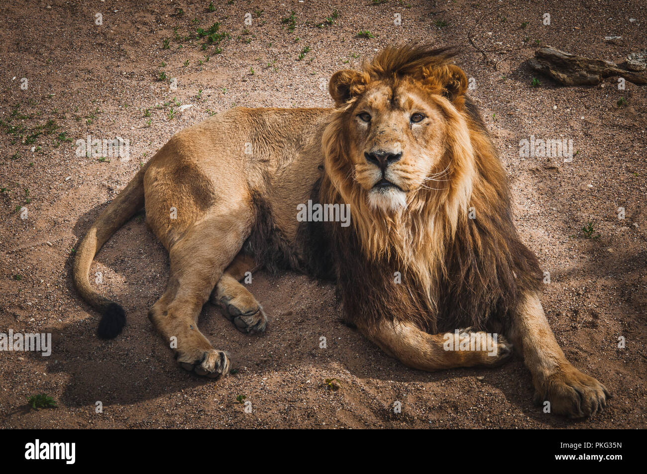 lion, the king of the African savanna quietly lying down Stock Photo
