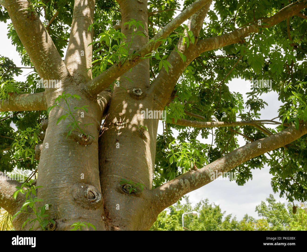 The branches of the Baobab tree Stock Photo - Alamy