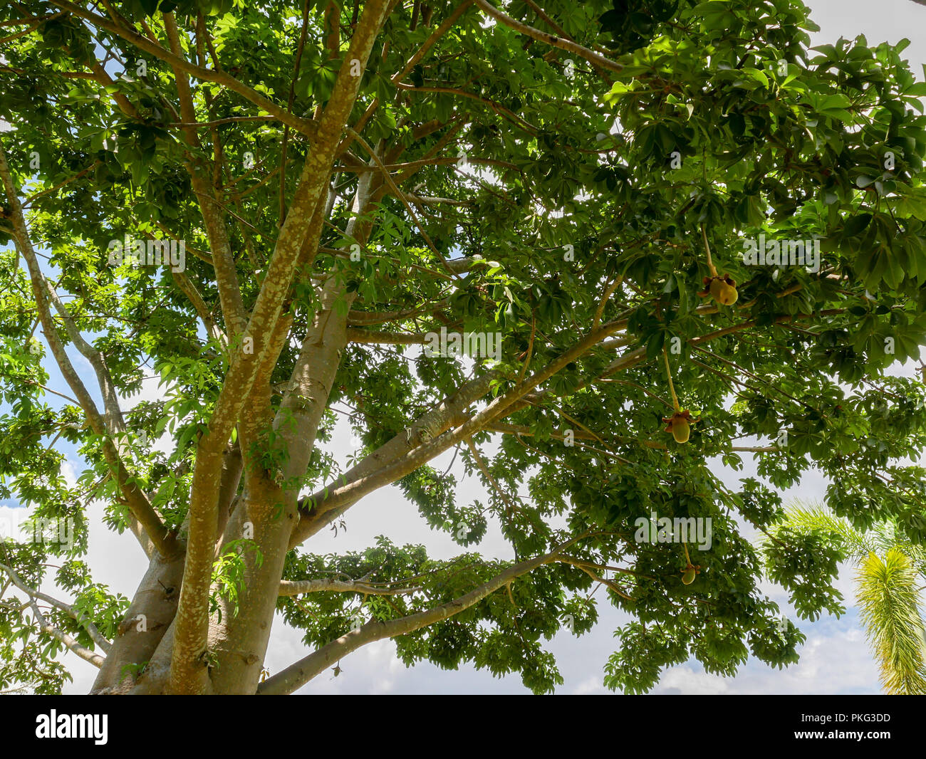 The branches of the Baobab tree Stock Photo - Alamy