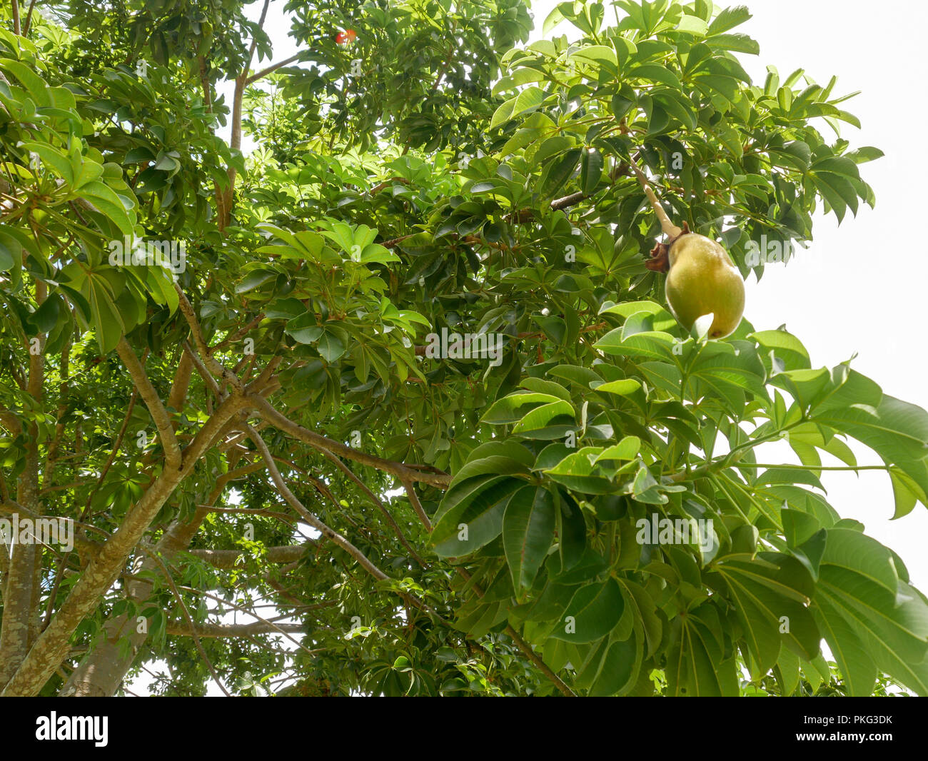 The branches of the Baobab tree Stock Photo - Alamy