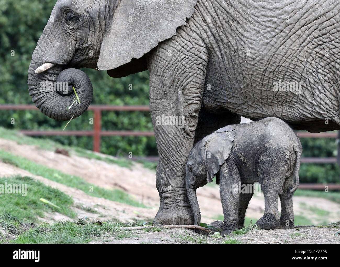 RETRANSMITTING CORRETING NAME A four day old as yet unnamed male Elephant  calf with its mother Jama, at Howletts Wild Animal Park, Bekesbourne, near  Canterbury Stock Photo - Alamy