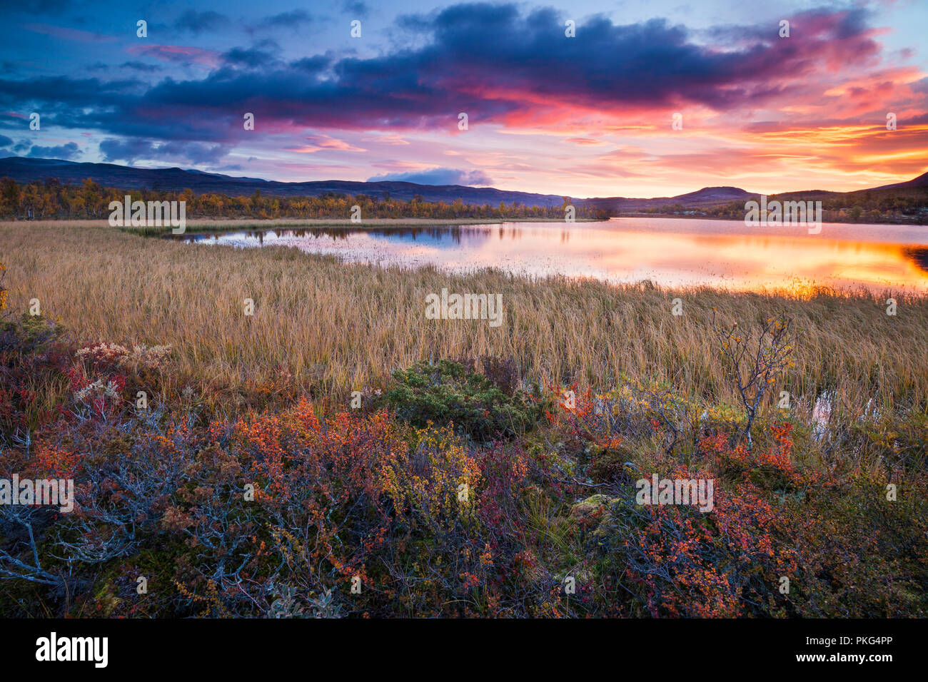 Autumn colors at Fokstumyra nature reserve, Dovre, Norway. Credit: Oyvind Martinsen/ Alamy Live News Stock Photo