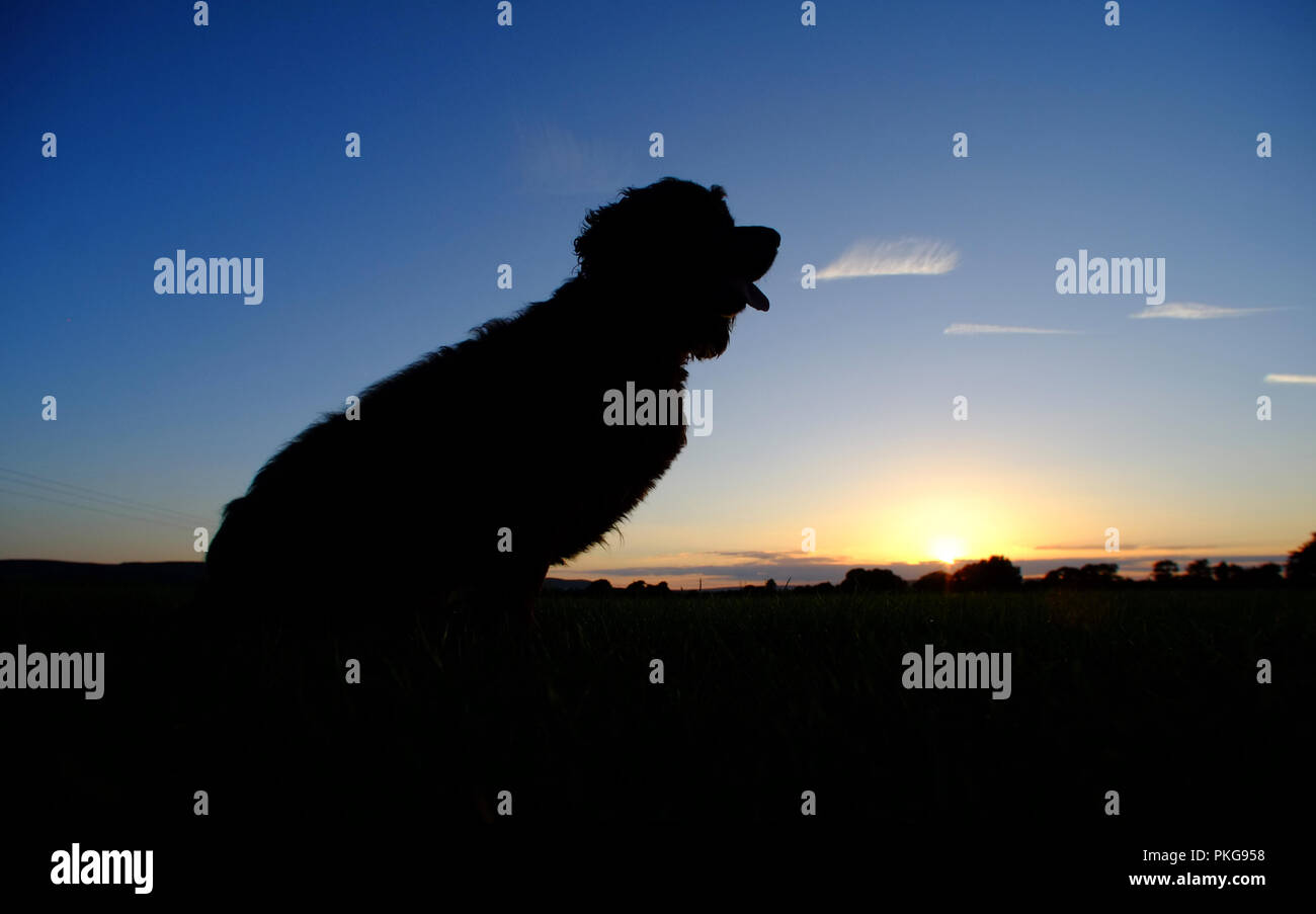 Ripe, East Sussex, UK. 13th September 2018. Fudge, a cocker spaniel, watches as the sun sets in Ripe, East Sussex. © Peter Cripps/Alamy Live News Stock Photo