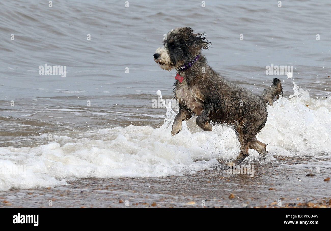 Cockerpoo On Beach High Resolution Stock Photography and Images - Alamy