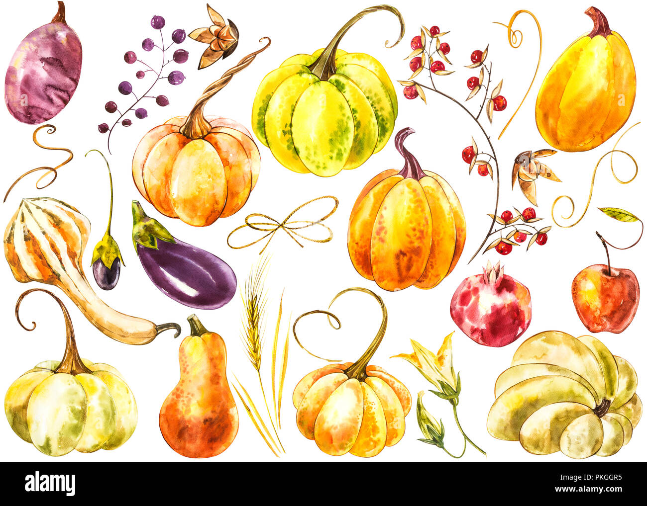 Big set of Pumpkins. Hand drawn watercolor painting on white background ...