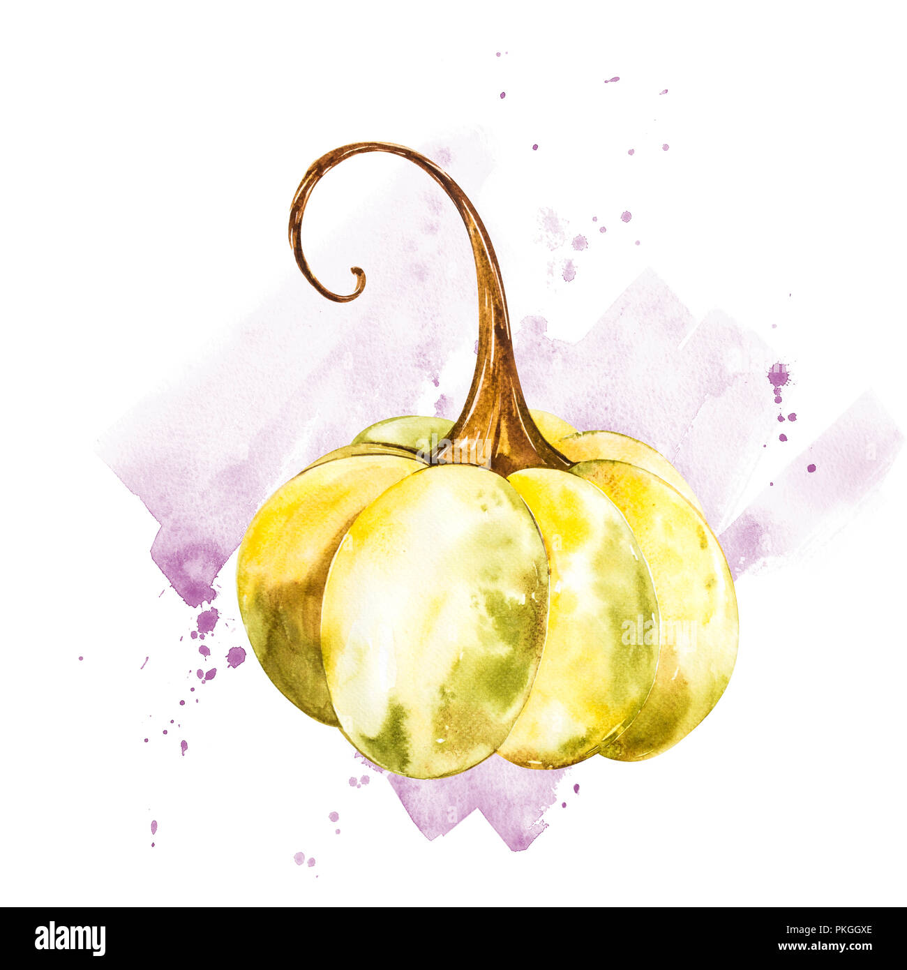 Pumpkin. Hand drawn watercolor painting on white background. Watercolor ...