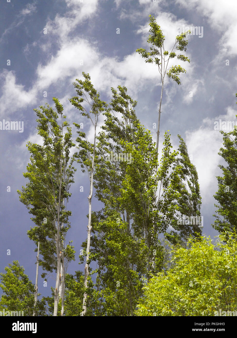 Pine trees in Tingmosgang Ladakh ,Jammu and Kashmir India Stock Photo