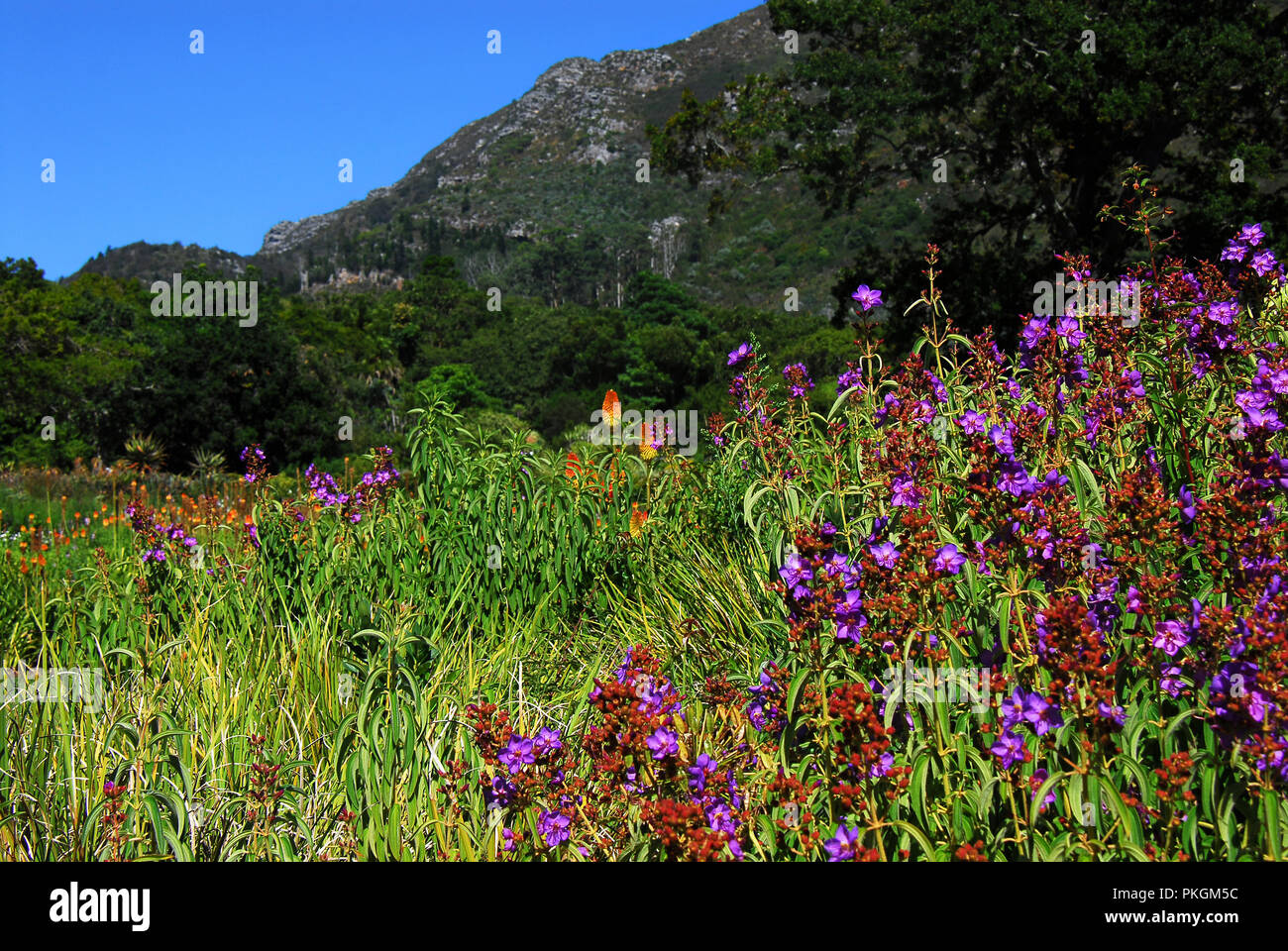 A beautiful view of the colorful flowers and high cliffs surrounding the wonderful Kirstenbosch National Botanical Garden in Cape Town, South Africa Stock Photo
