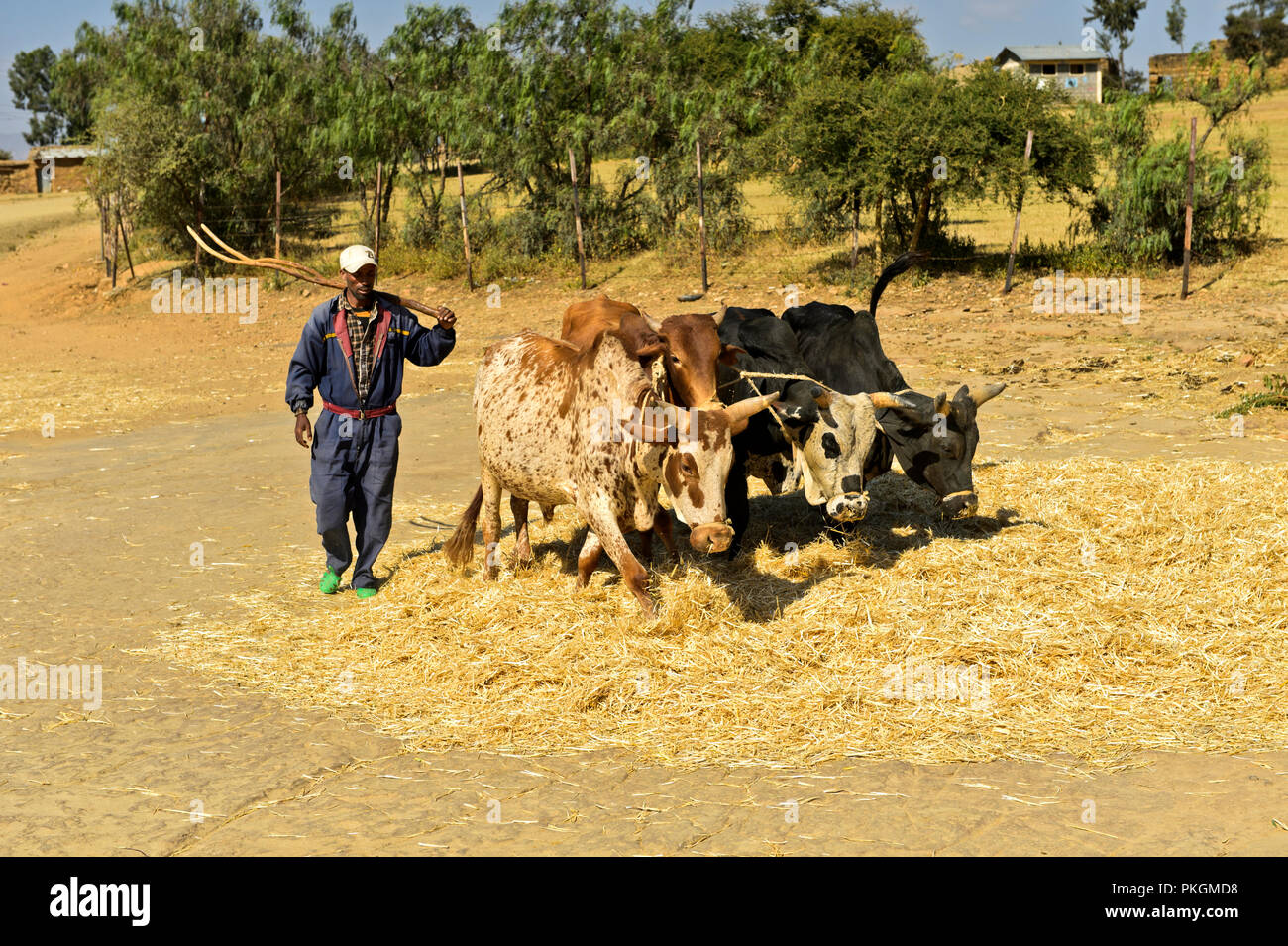 Traditional threshing of Teff (Eragrostis tef) by making Zebu cattle walk in circles on the grain, Hawzien Plateau, Tigray, Ethiopia Stock Photo