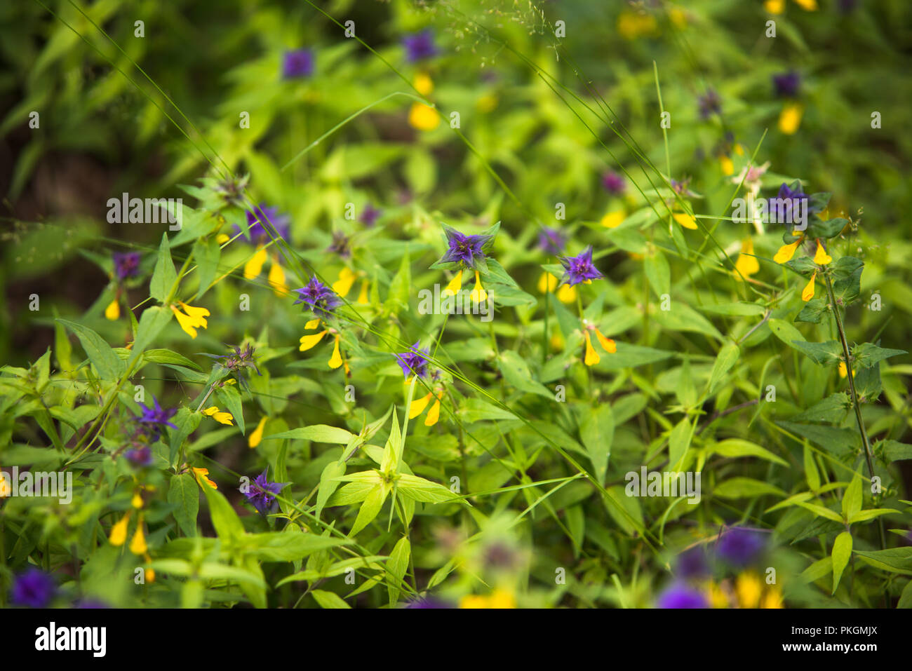 wild field of flowers in the summer park Stock Photo - Alamy