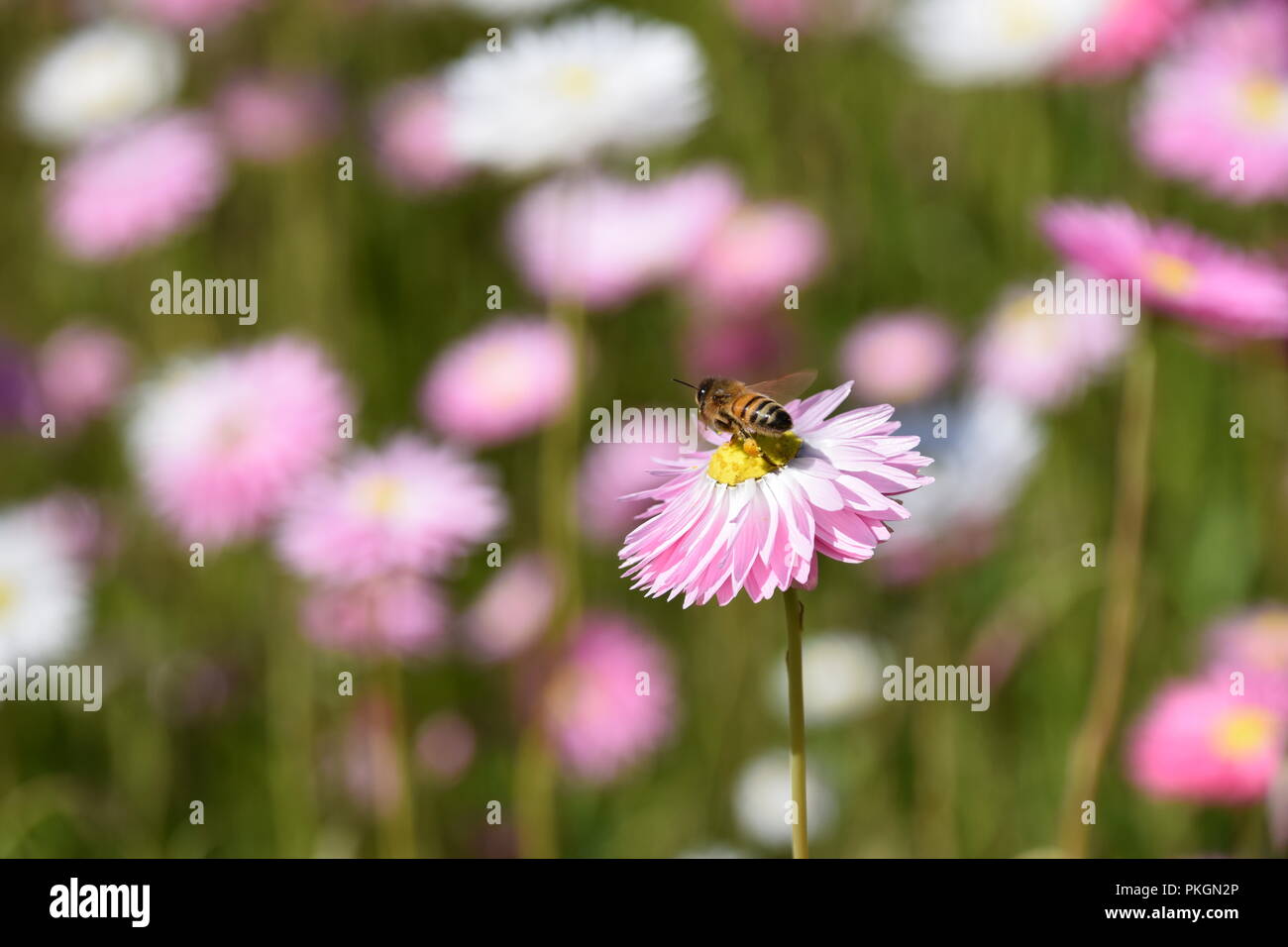 Bee collecting pollen with full pollen basket (corbicula) leaving australian native flower Stock Photo