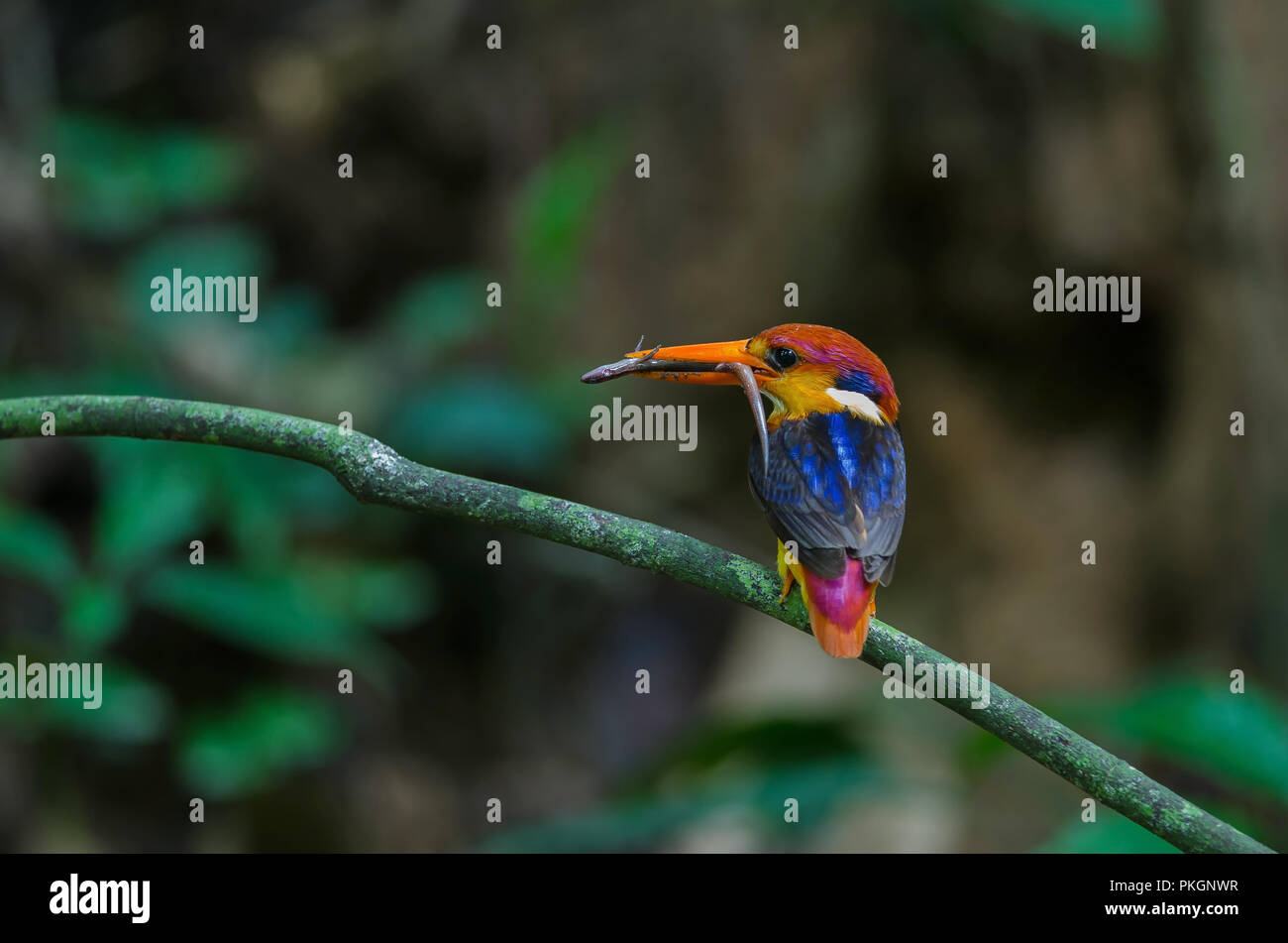 Black backed Kingfisher or Oriental Dwarf Kingfisher perched on branch Stock Photo