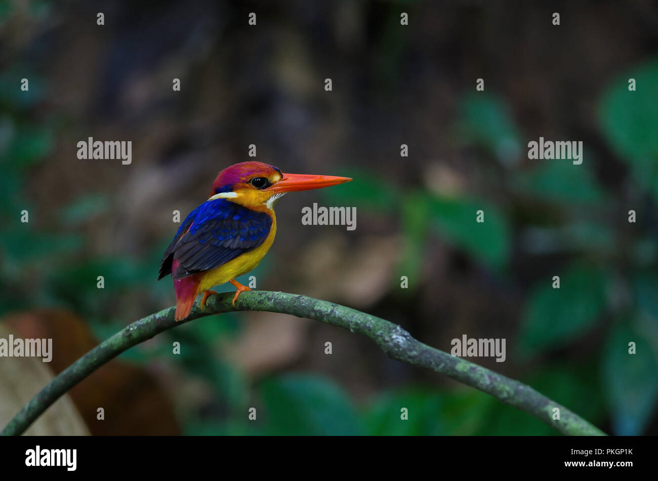 Black backed Kingfisher or Oriental Dwarf Kingfisher perched on branch Stock Photo