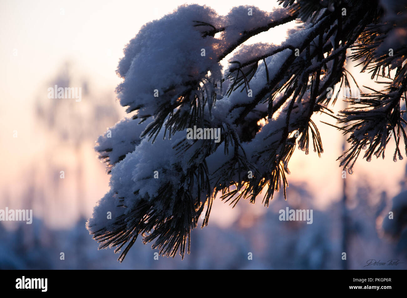 Closeup close up branch hi-res stock photography and images - Alamy