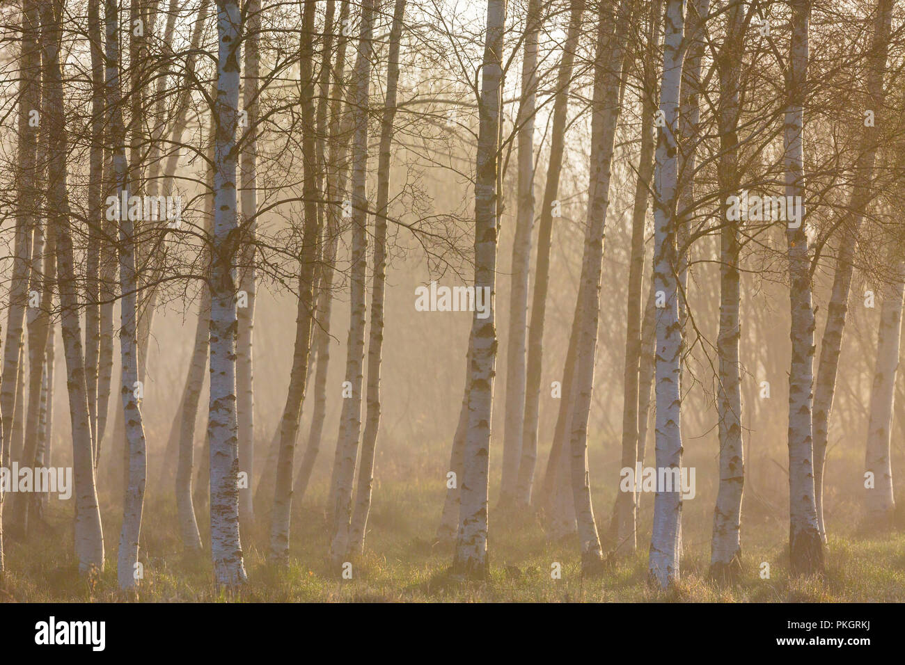 White birch tree sunrise hi-res stock photography and images - Alamy
