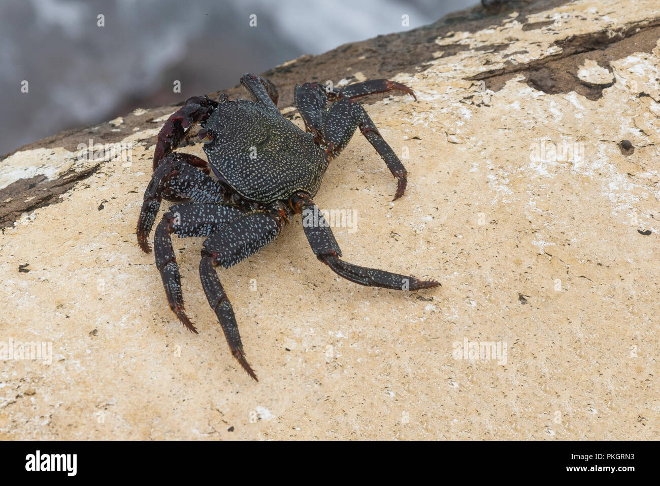 Alive black crab in nature close up photo. Stock Photo