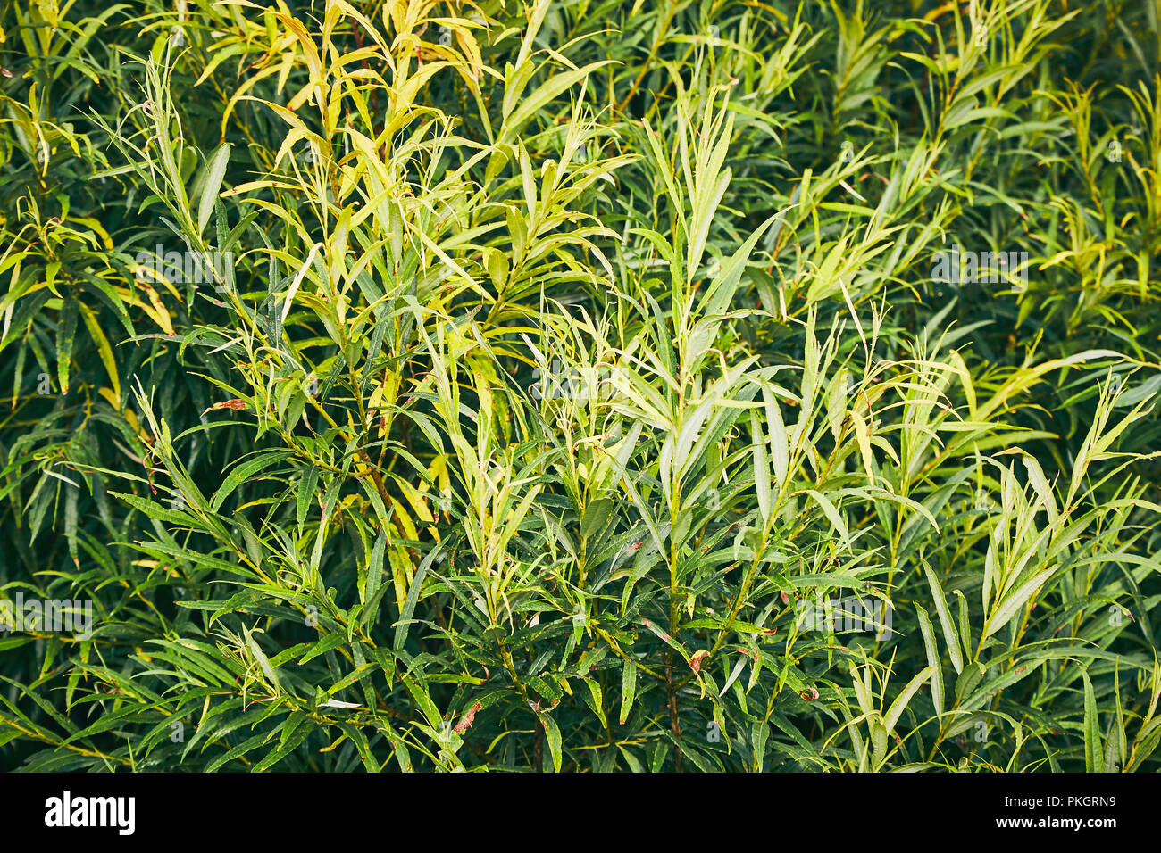 Natural background from green leaves pattern. Green leaves texture Stock Photo