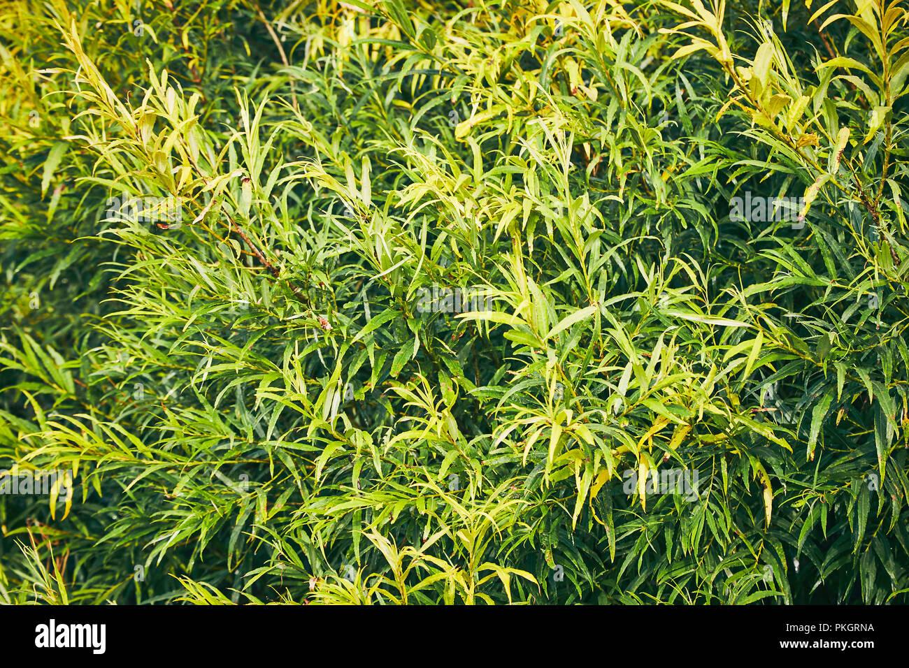 Natural background from green leaves pattern. Green leaves texture Stock Photo