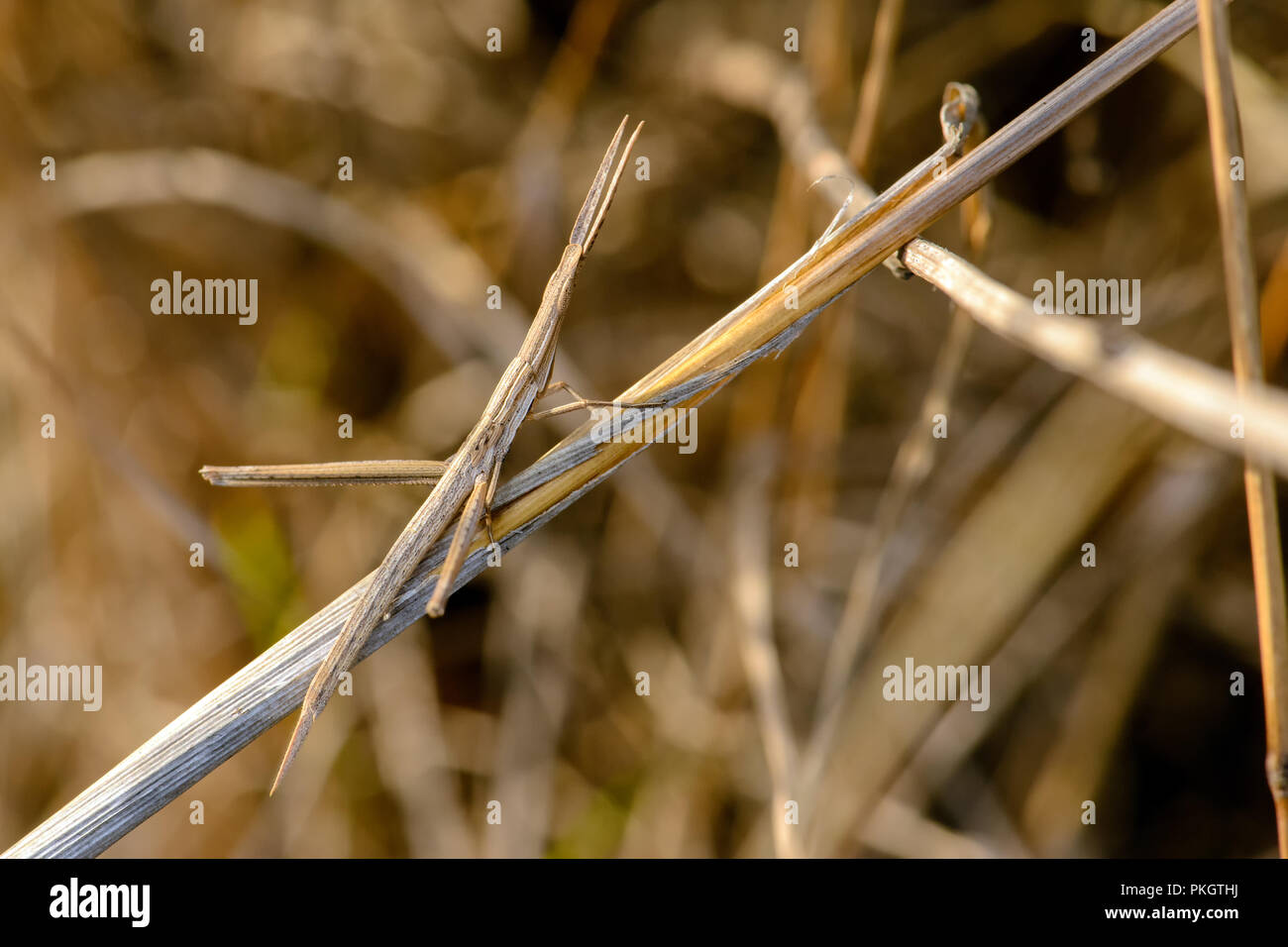 Stick insects hi-res stock photography and images - Alamy