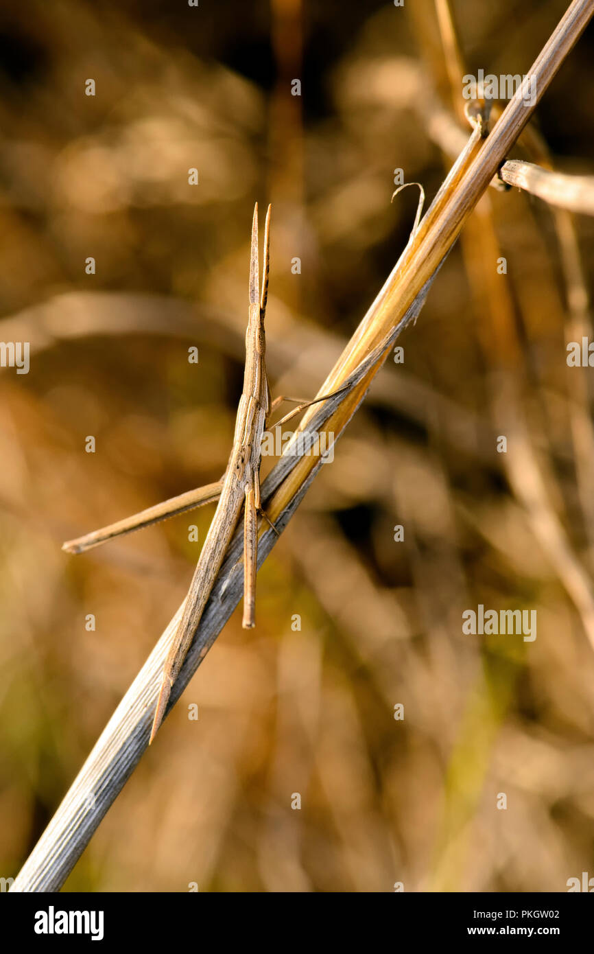 Stick insects hi-res stock photography and images - Alamy
