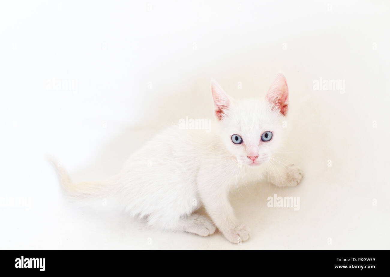 Little White Kitten on white background Stock Photo