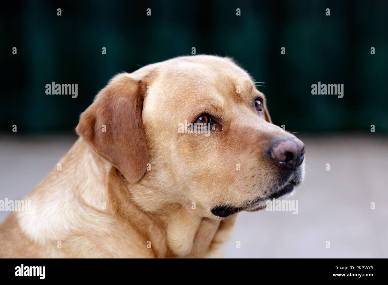 Portrait of a Labrador Retriever - a faithful dog Stock Photo - Alamy Portrait of a Labrador Retriever - a faithful dog Stock Photo - Alamy