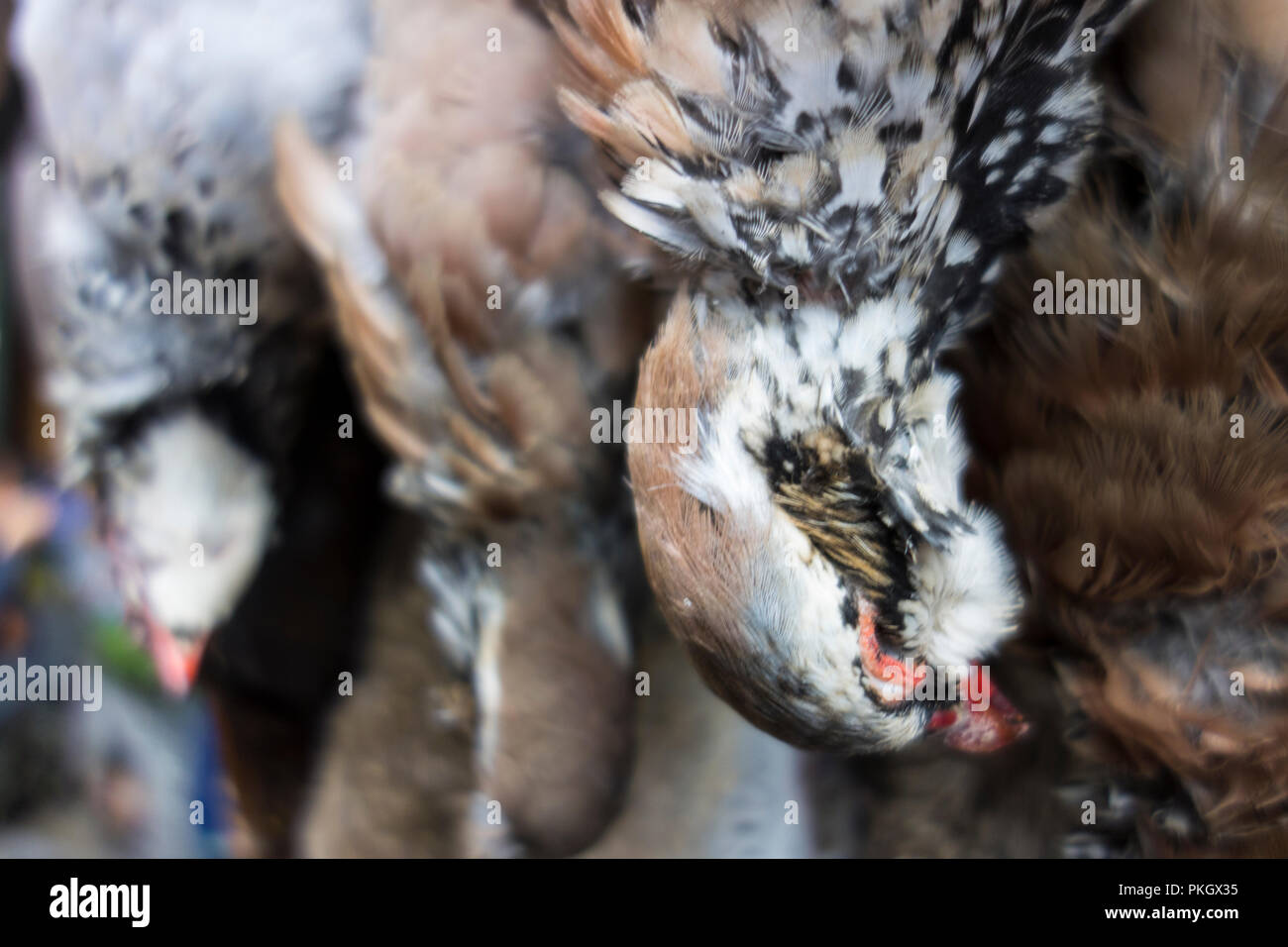 Hanging game in a butchers, London, UK Stock Photo Alamy