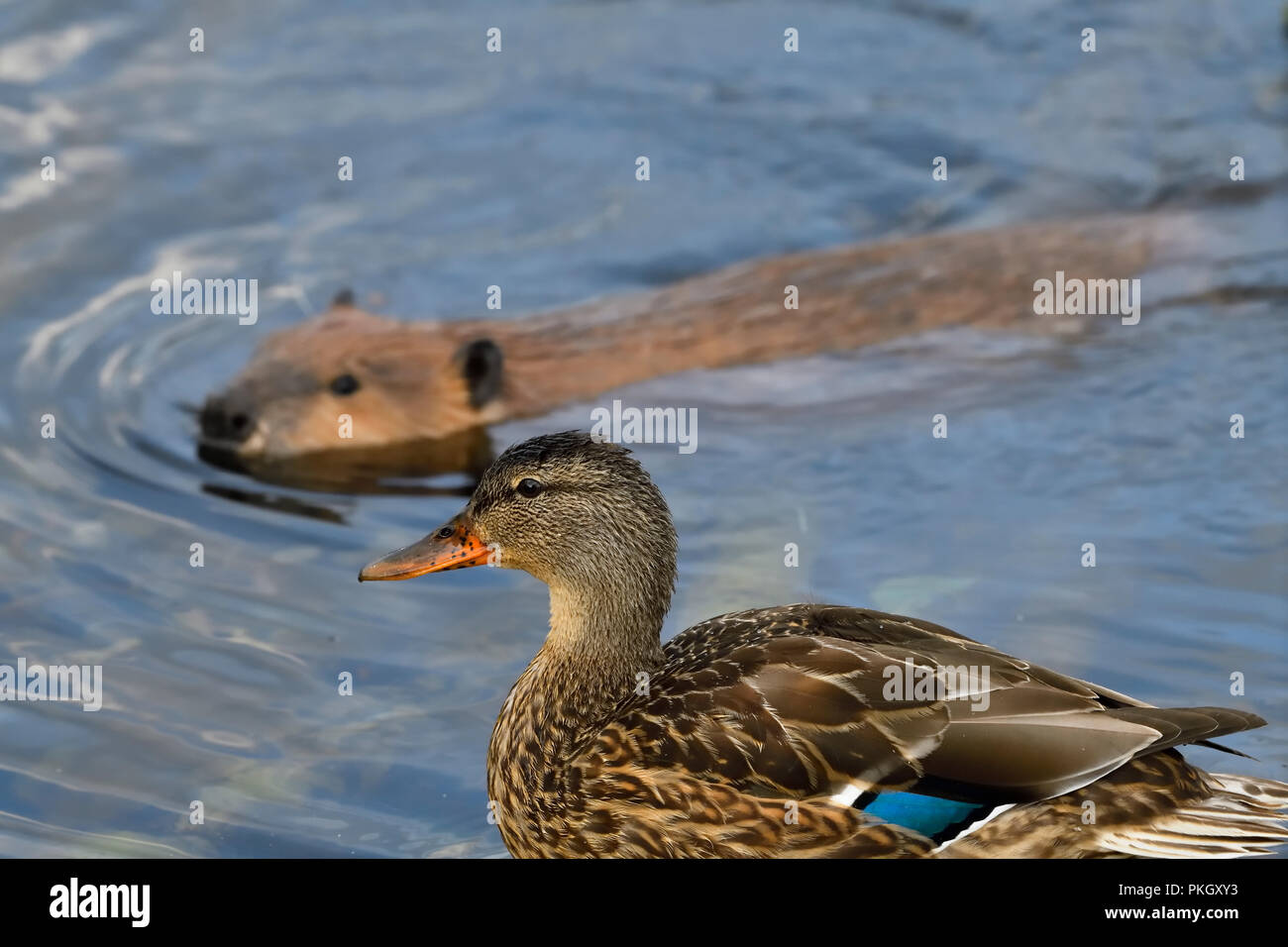 A side view image of a wild female mallard duck  (Anas platyrhynchos); sitting perched as a wild beaver (Castor canadensis), swims by Stock Photo