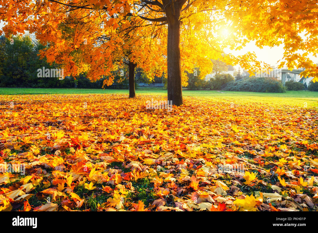 Sunny autumn maples in the park Stock Photo