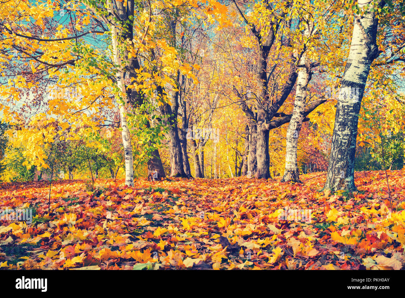 Sunny autumn in the park Stock Photo - Alamy