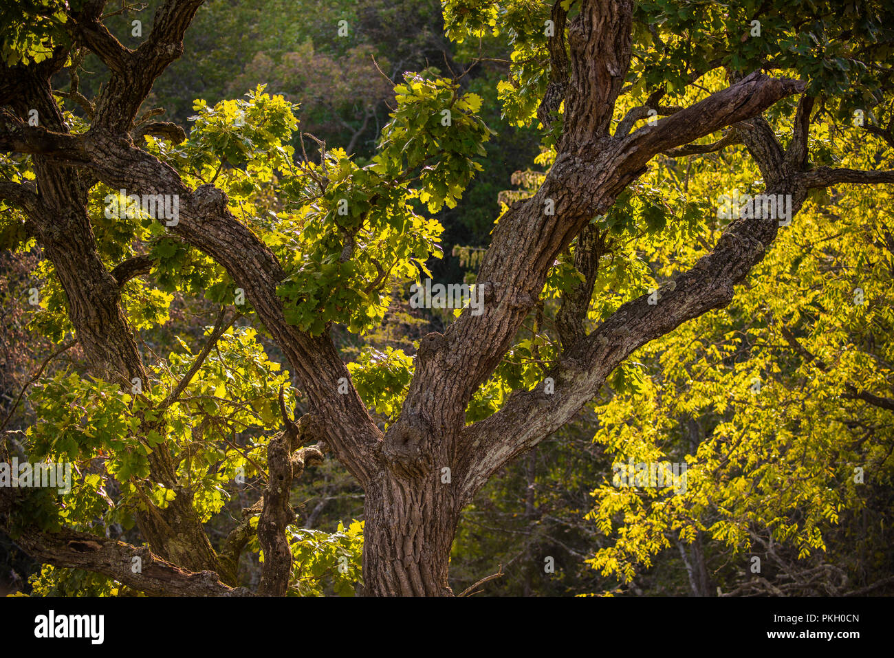 Large oak tree Stock Photo Alamy