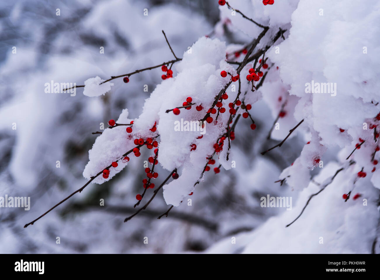Red berries covered with snow Stock Photo - Alamy