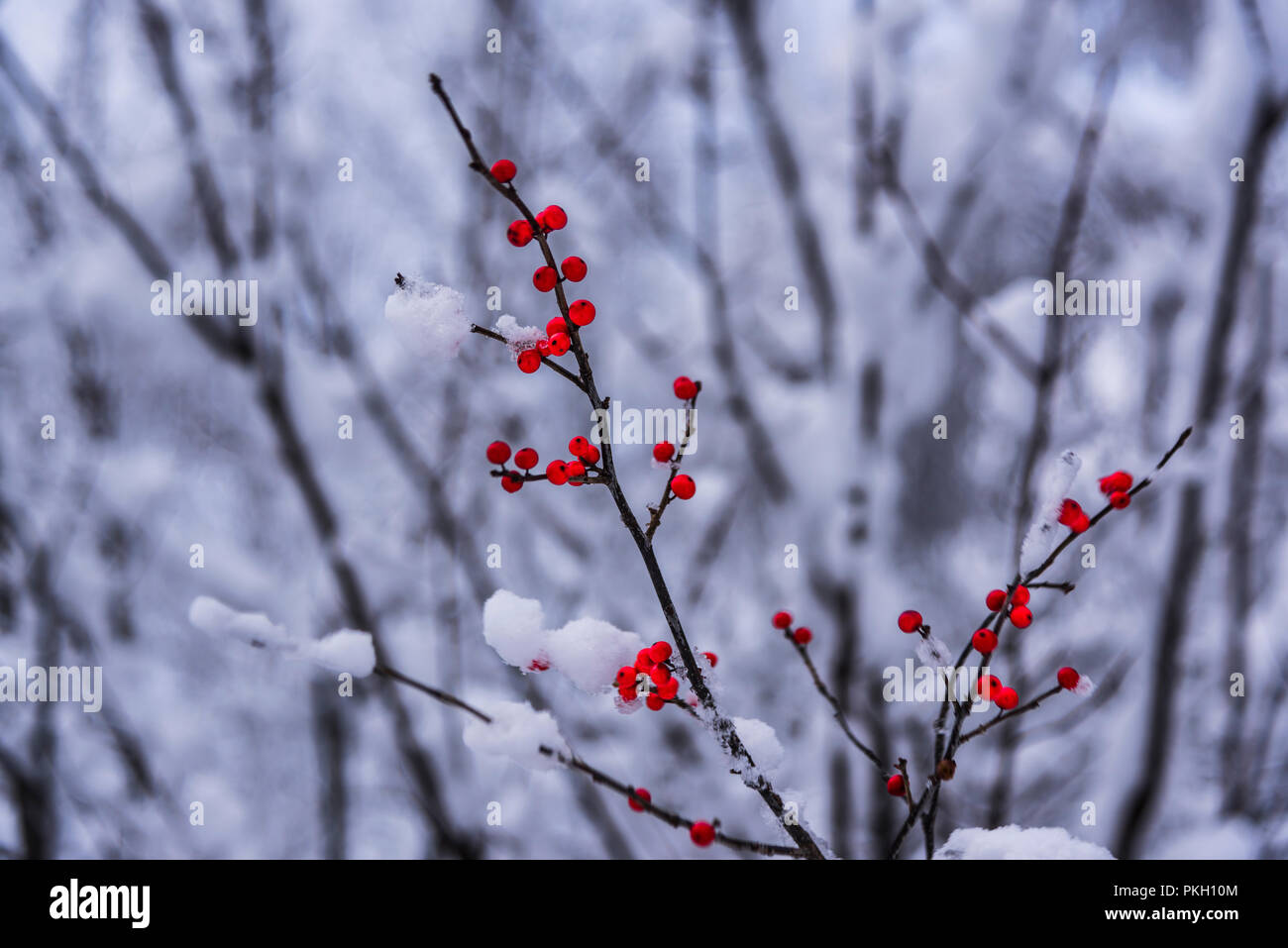 Red berries covered with snow Stock Photo - Alamy