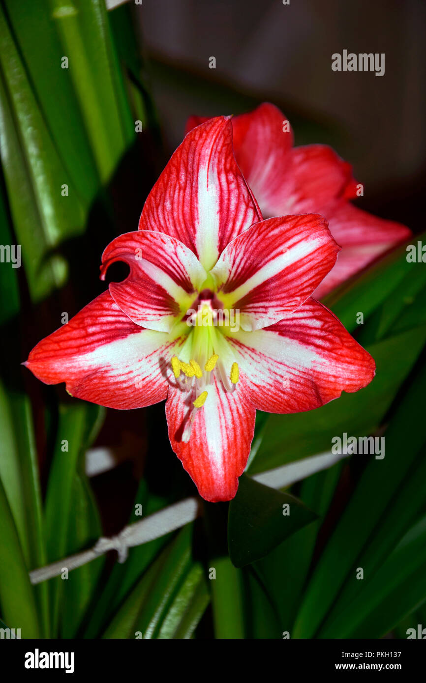 Fully bloomed flower of an unknown variety of amaryllis, presumably St. Joseph's lily, crimson red petals with white reticulation, green background Stock Photo