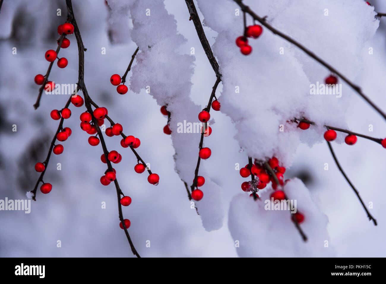 Red berries covered with snow Stock Photo - Alamy