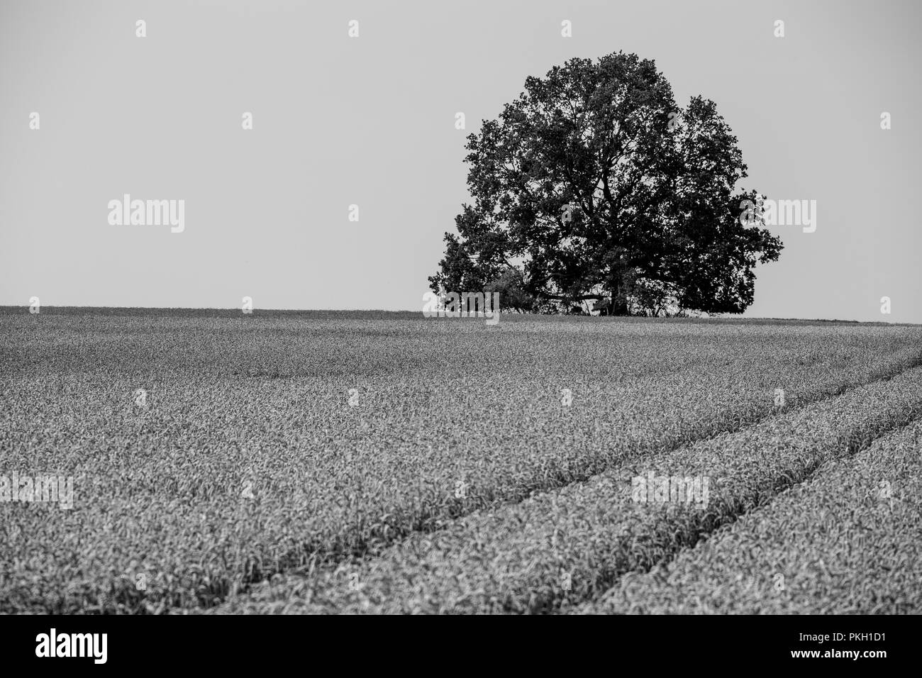 Wheat field single big tree Black and White Stock Photos & Images - Alamy